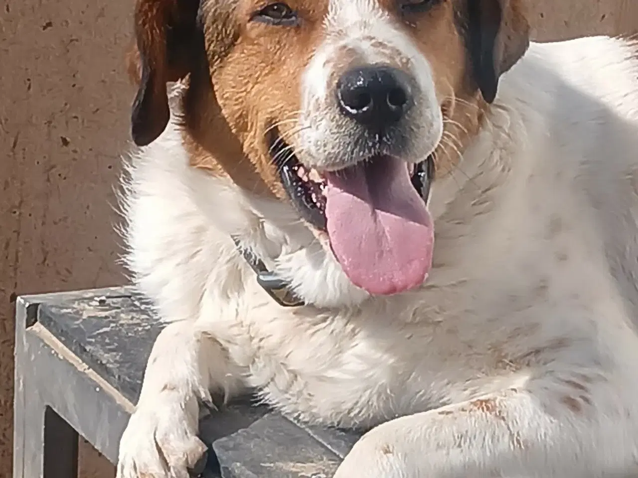 Billede 2 - Søde Carlotta søger sit eget menneske