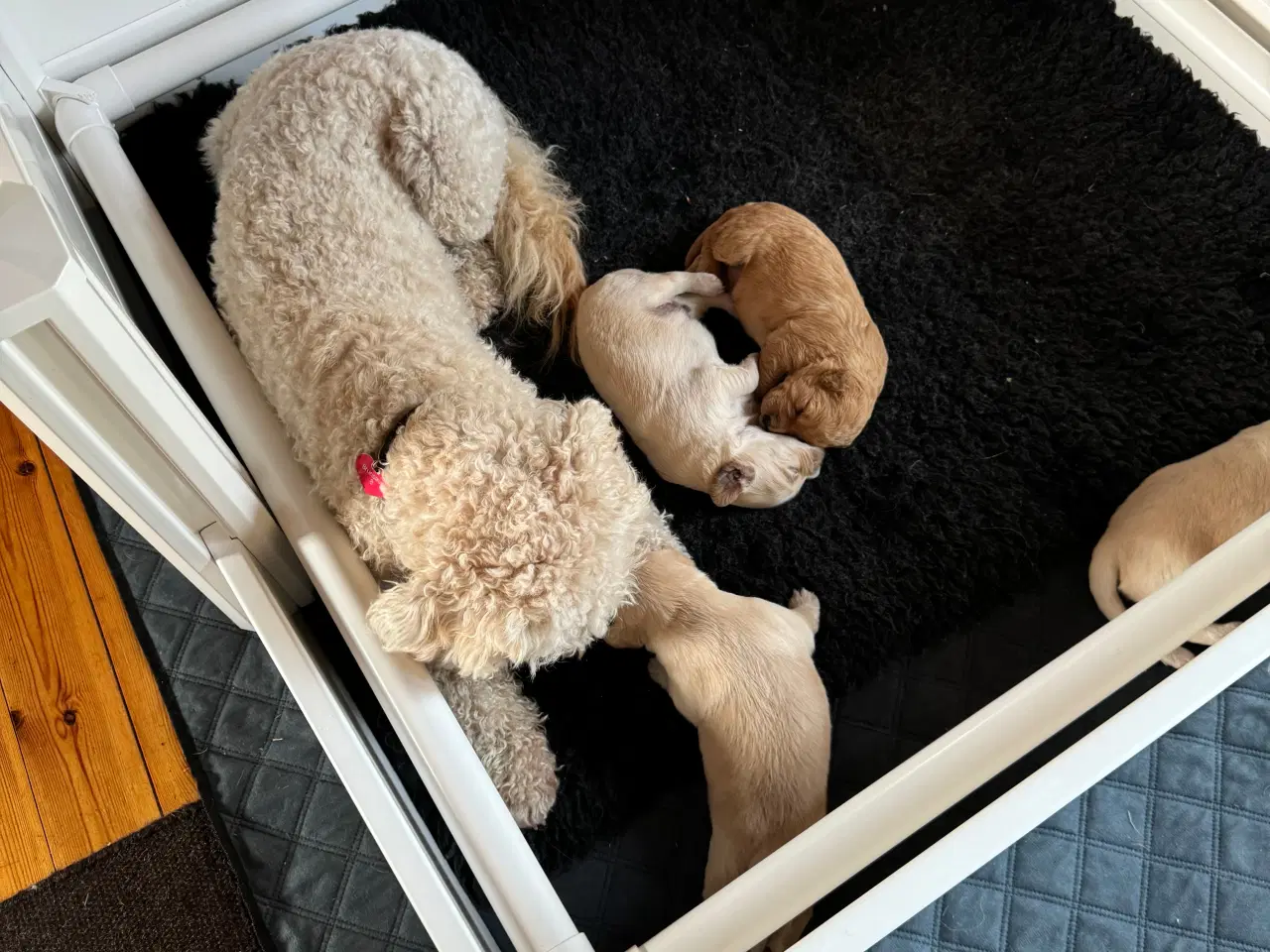 Billede 1 - UDLEJES - Hvalpegård med tæpper og tilbehør