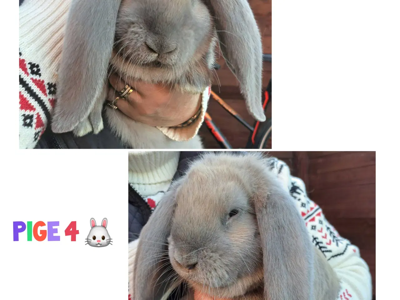 Billede 4 - Franske væddere søger nyt hjem