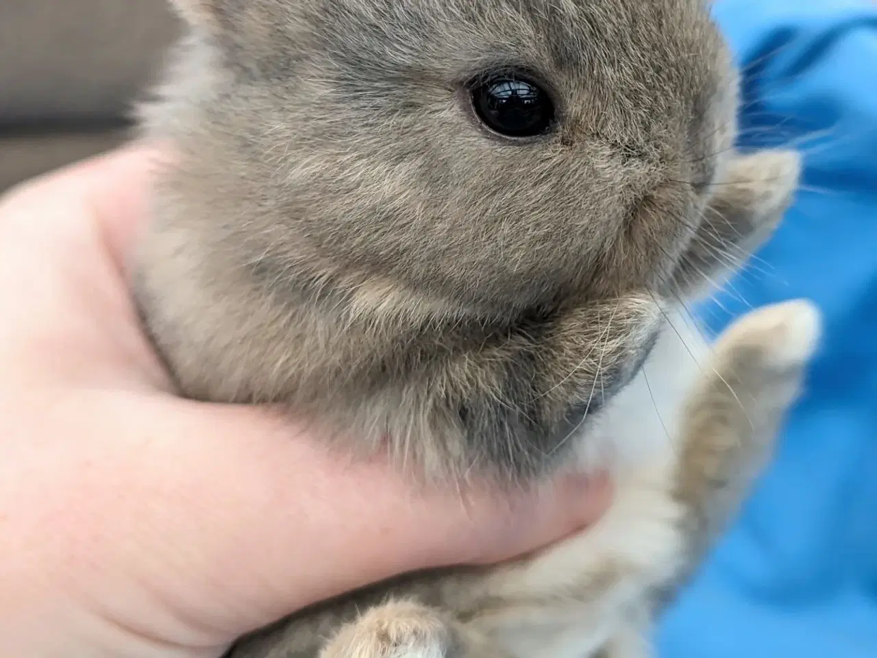 Billede 7 - Hermelin kaninunge sælges