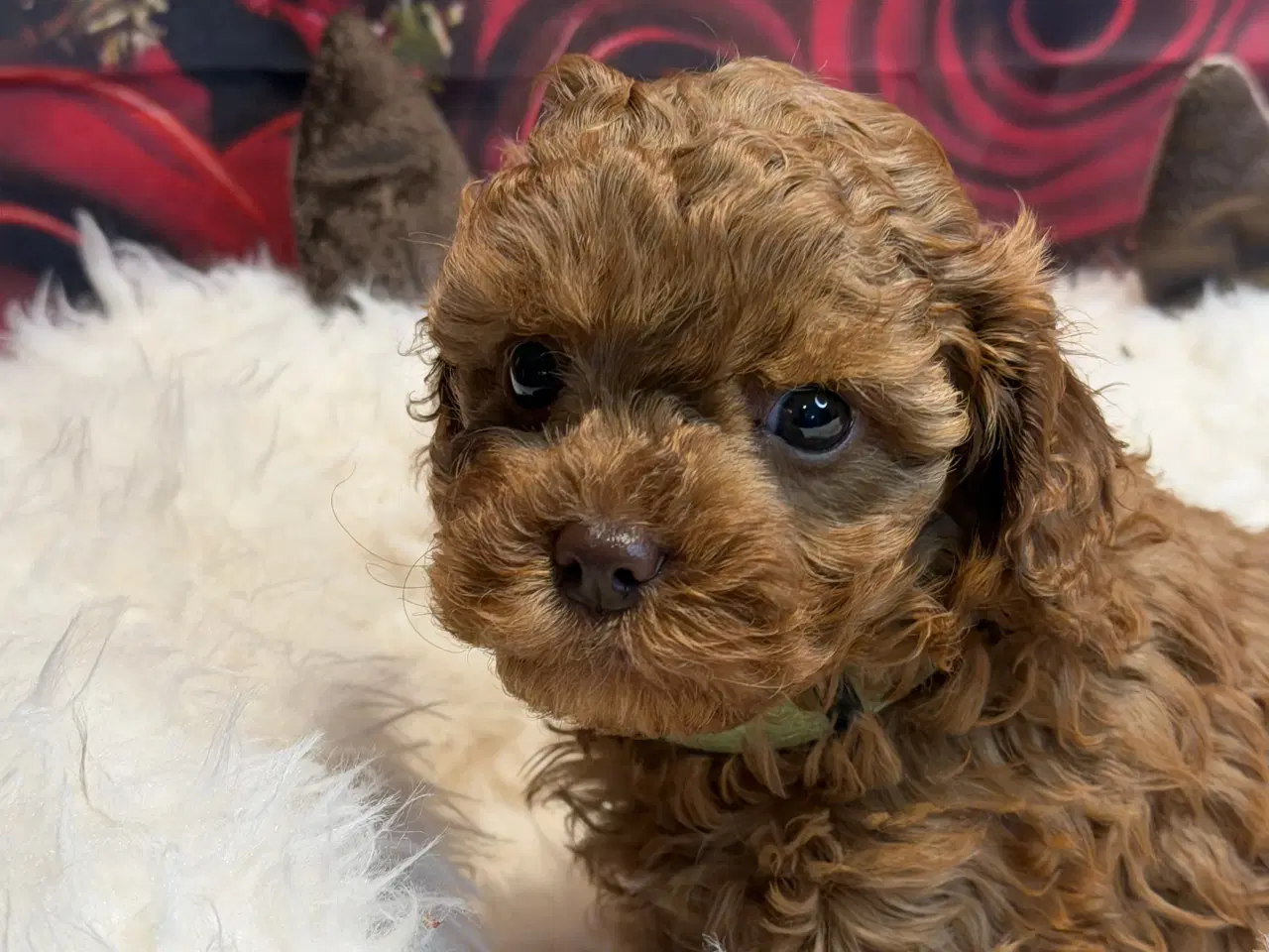 Billede 5 - ❤️🐶 Cavapoo hvalpe – 2 piger & 2 drenge 🐶