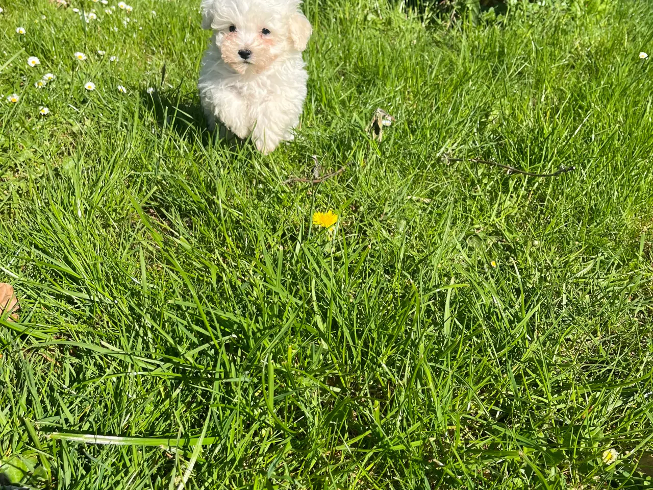 Billede 15 - Maltipoo hvalpe