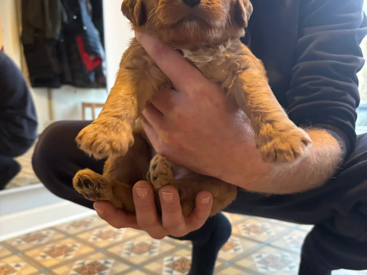 Billede 4 - Labradoodle F1b