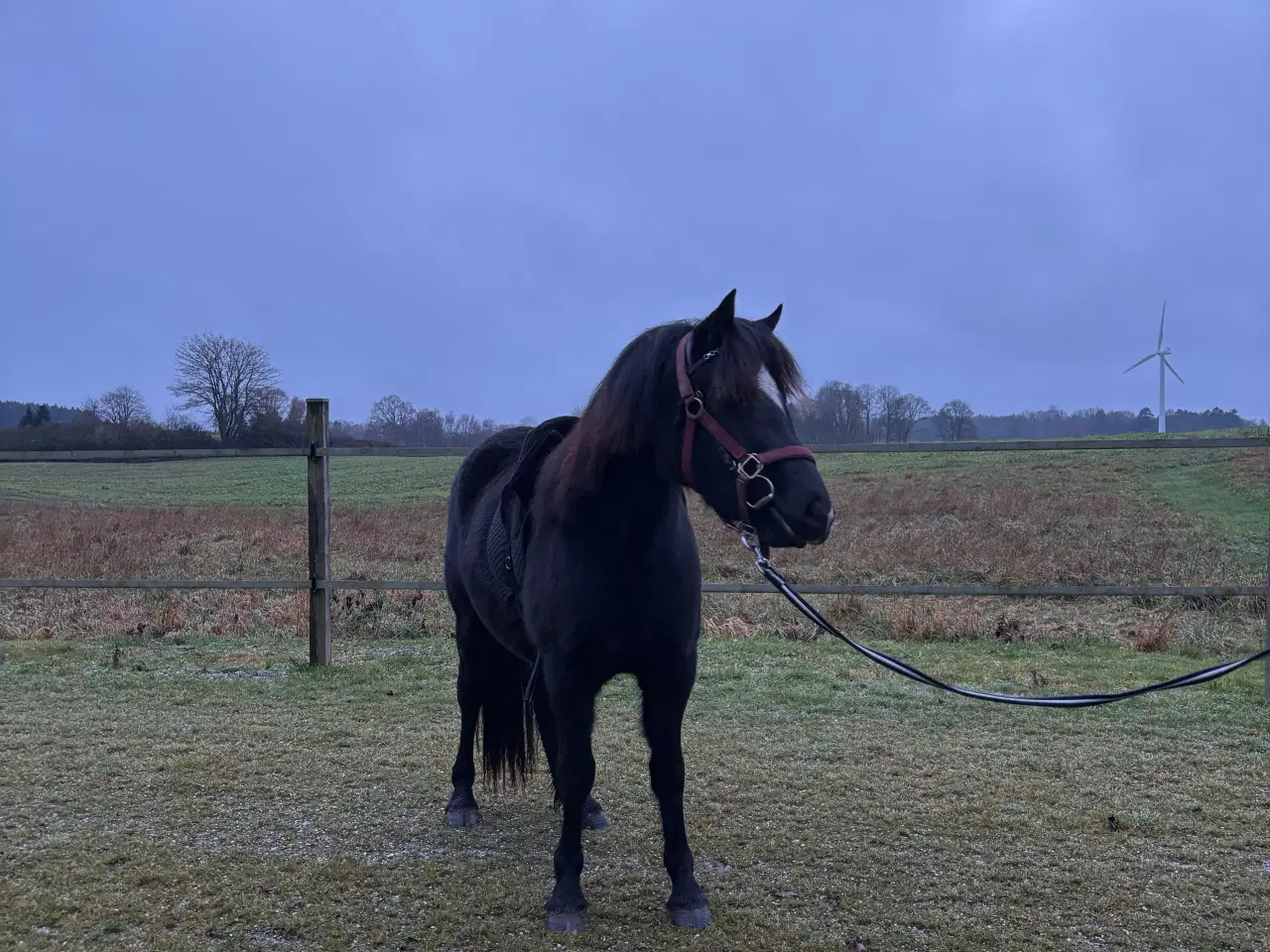 Billede 1 - Welch Pony Sælges