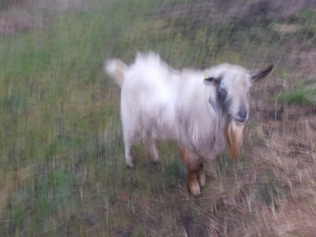 Billede 2 - boergeder