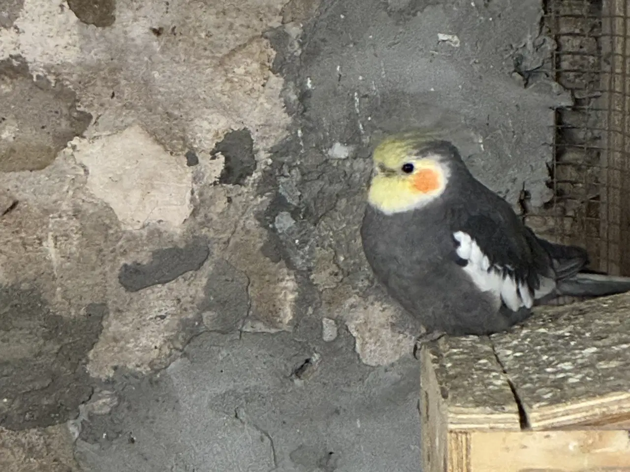 Billede 4 - Nymfeparakitter