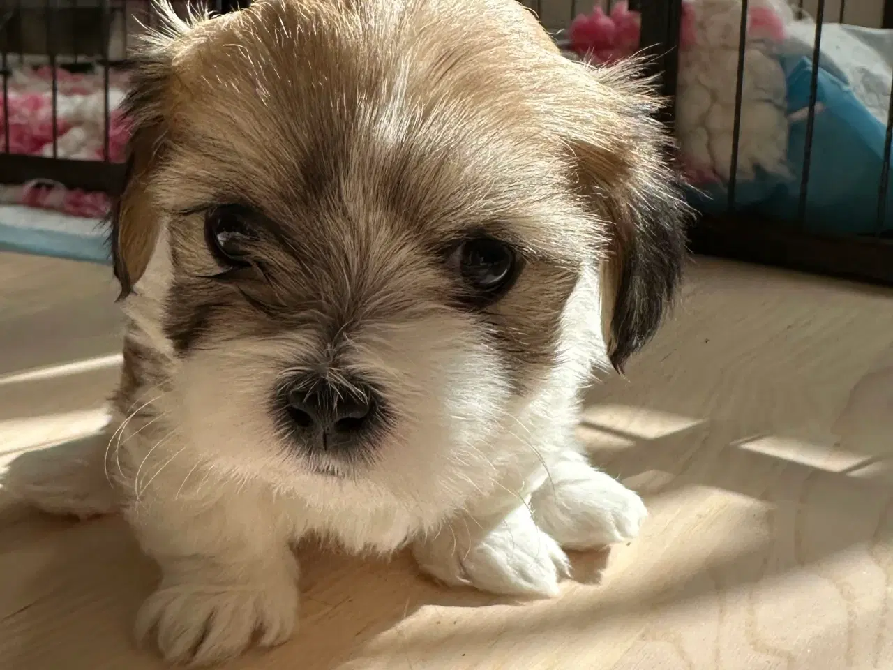 Billede 3 - Lhasa apso pige