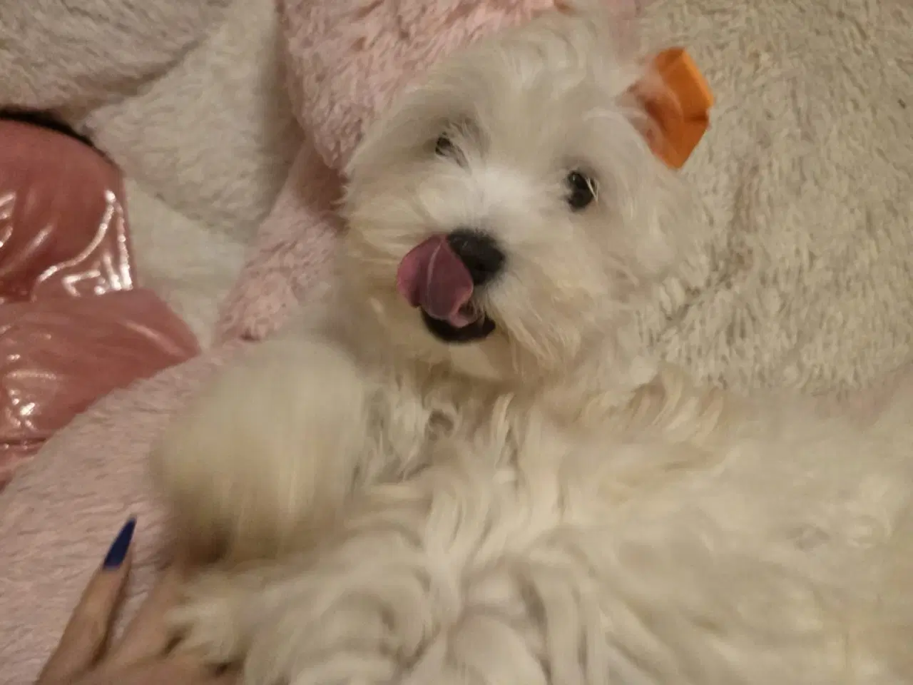 Billede 13 - Bichon-hvalpe søger nye hjem .