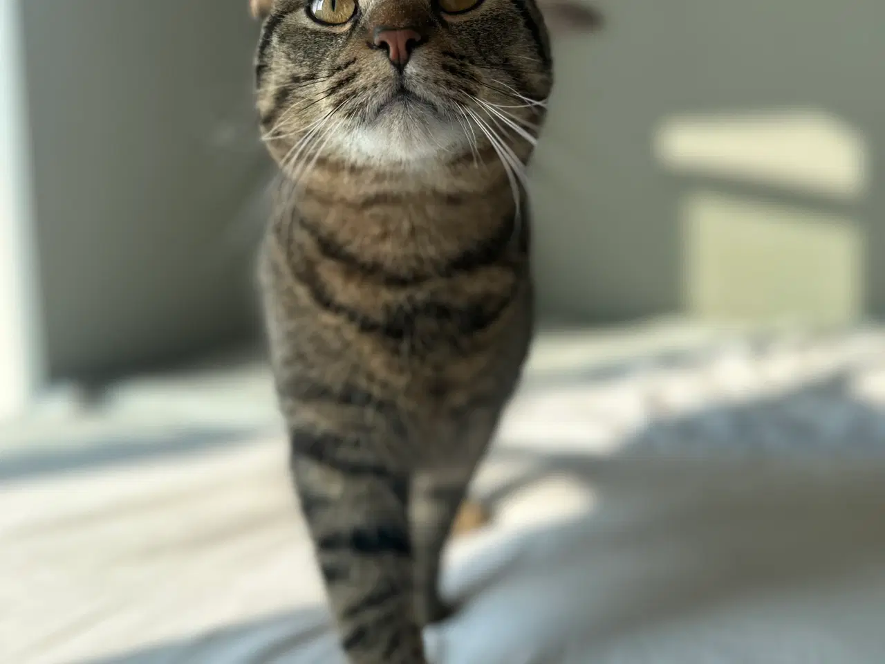 Billede 1 - Alvin søger et kærligt hjem 