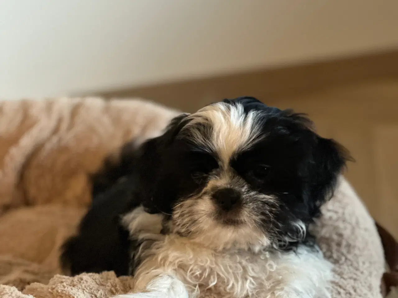 Billede 1 - Shih tzu hvalp 12 uger