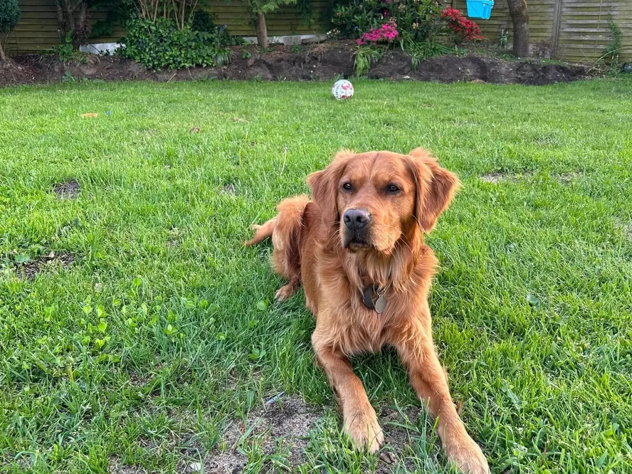 Billede 7 - Parring tilbydes. Gylden-mørk Golden Retriever