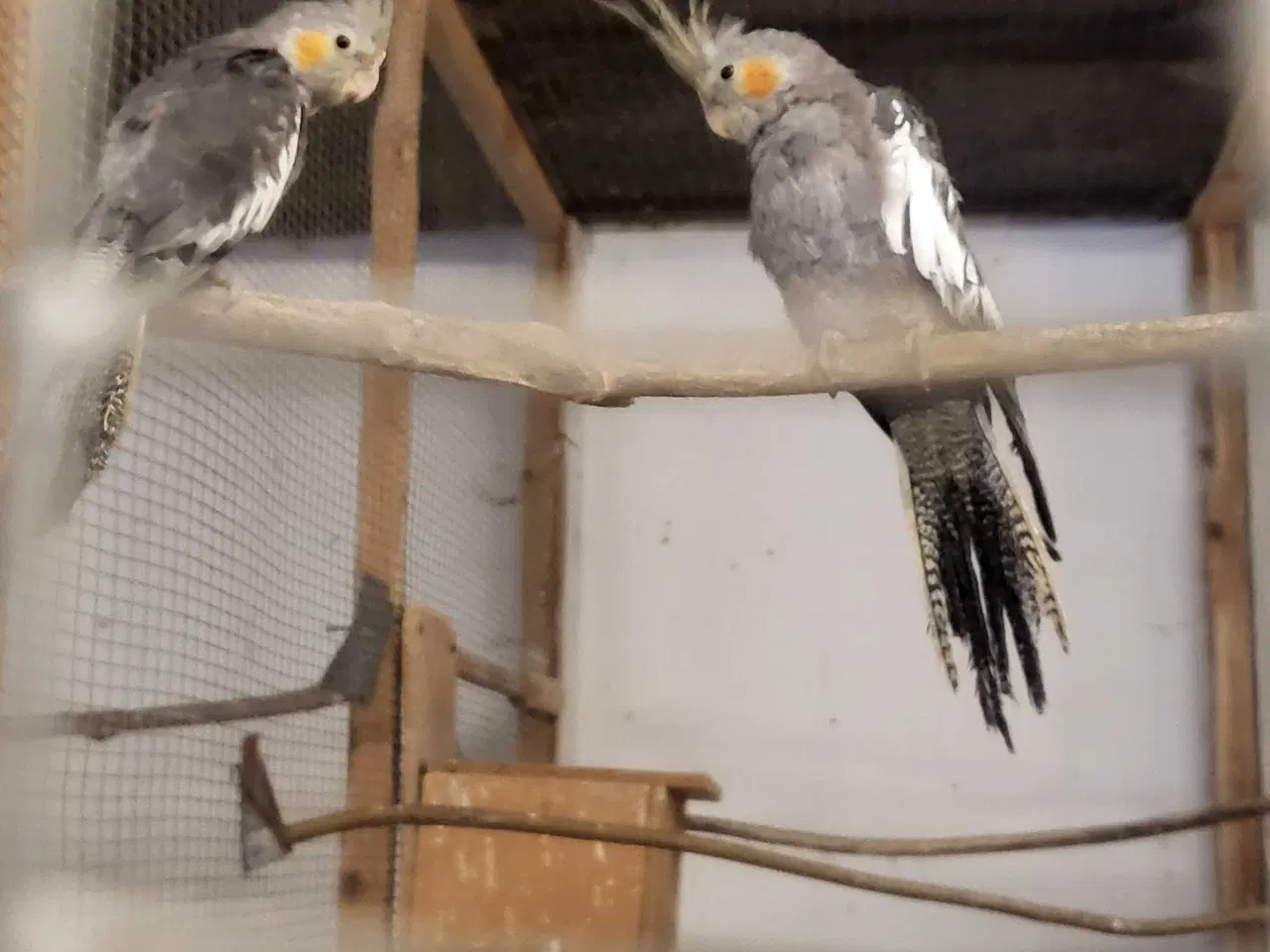 Billede 2 - Nymfe parakit 