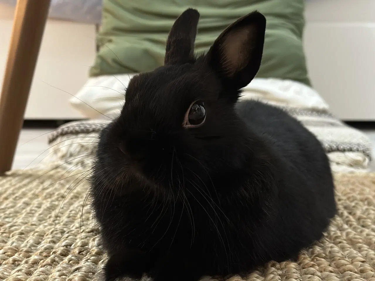 Billede 1 - Na’vi søger nyt kærligt hjem