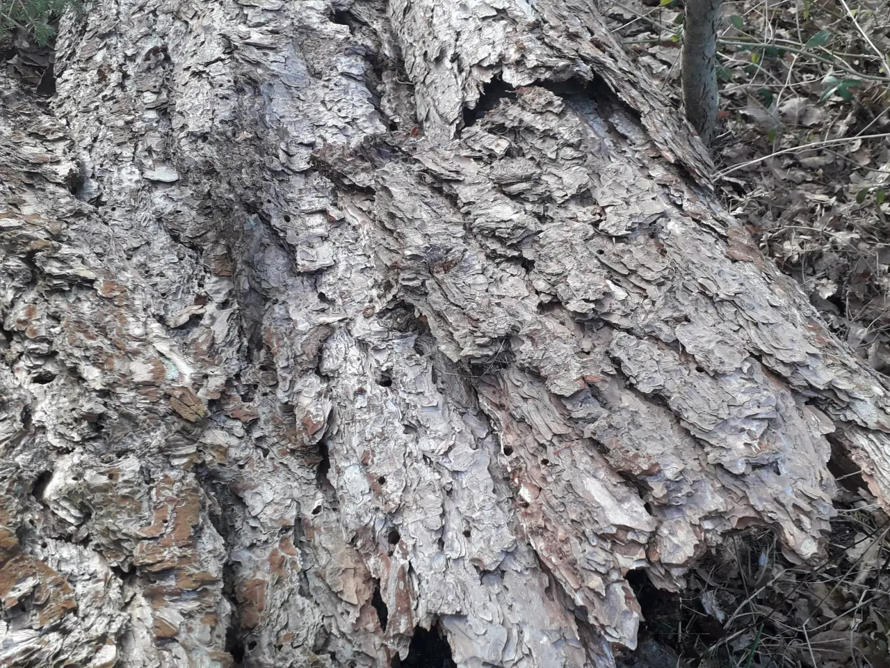 Billede 3 - Bark fra fyrretræ