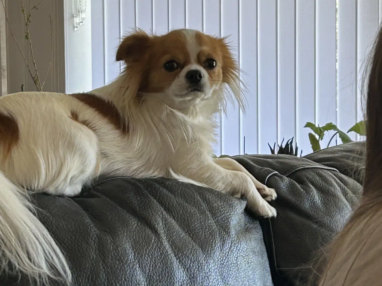 Billede 4 - Chihuahua han søger ny familie 