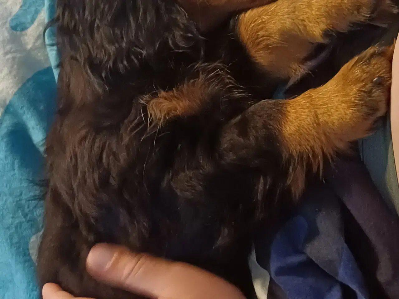 Billede 10 - Langhåret dværg gravhund med  DKKstamtavle.