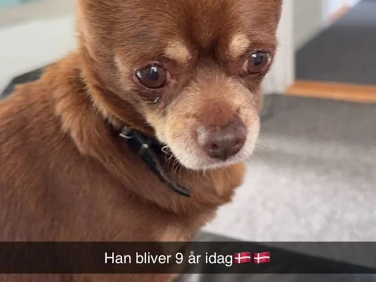 Billede 8 - Malteaser blandingshvalp sælges
