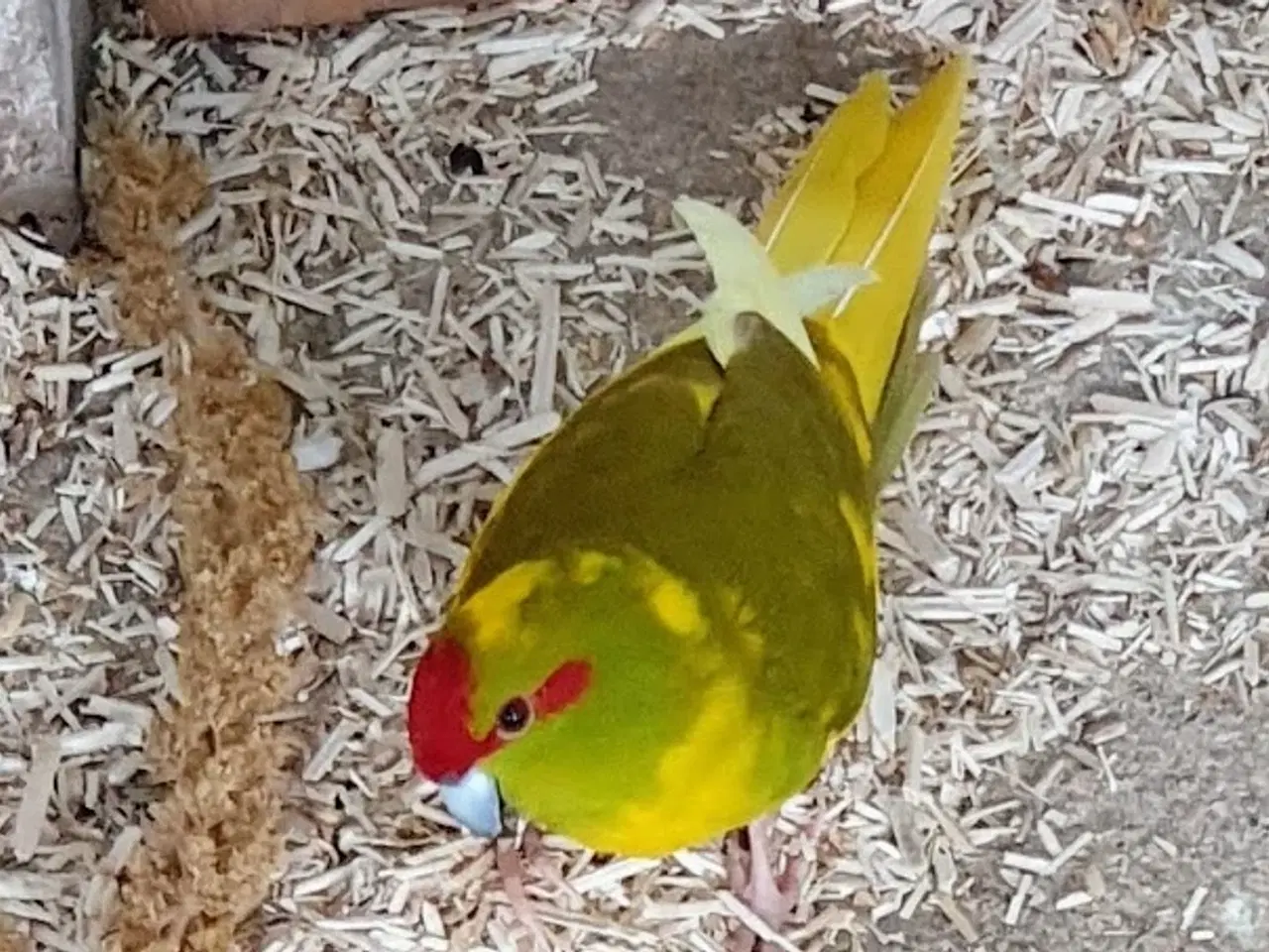 Billede 2 - Gedeparakit