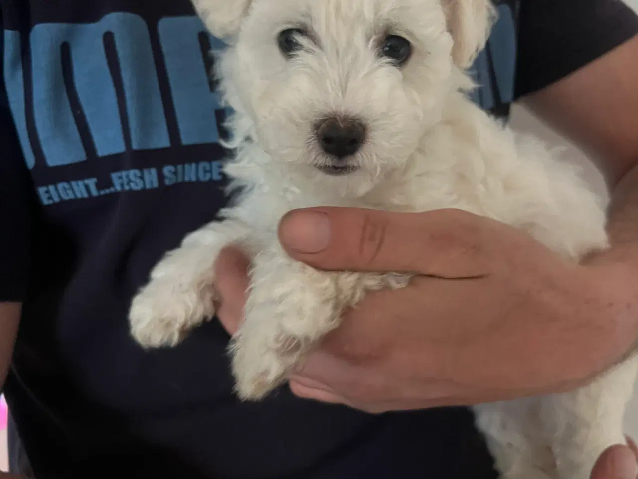 Billede 1 - Malteser/ Bichon hvalpe 
