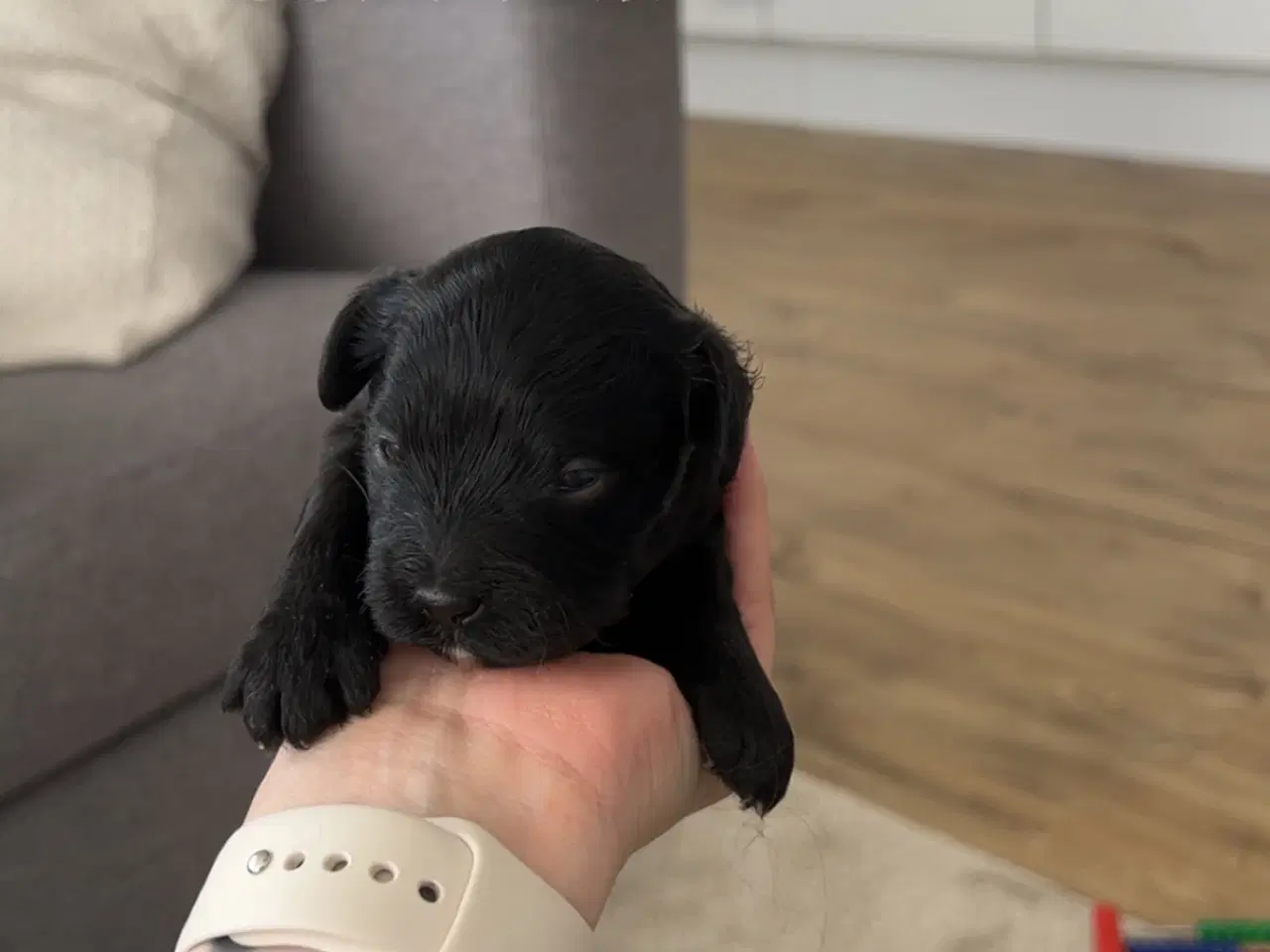 Billede 4 - F1 cavapoo hvalpe 