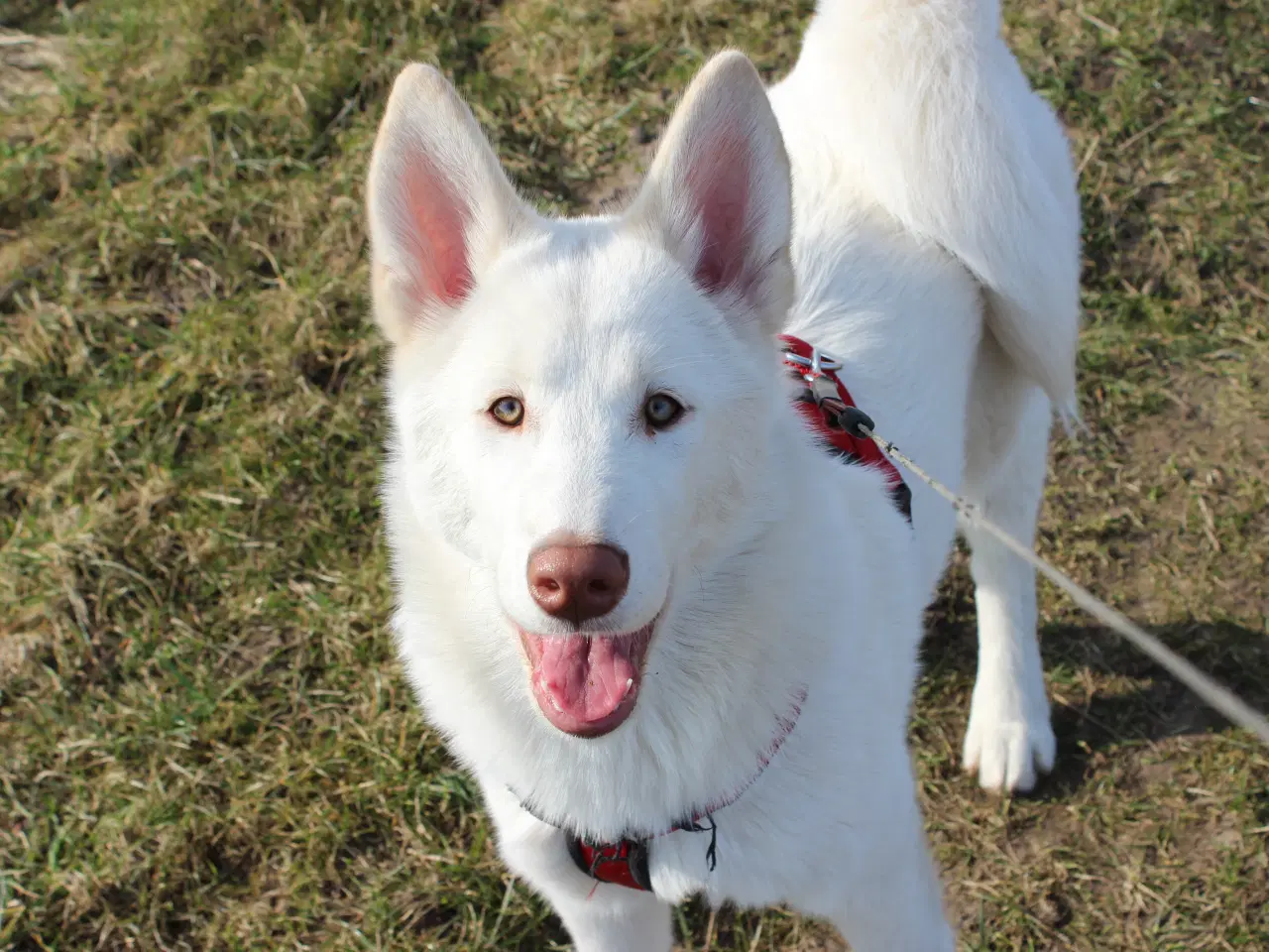 Billede 12 - Samojede / Husky hvalpe 4 måneder