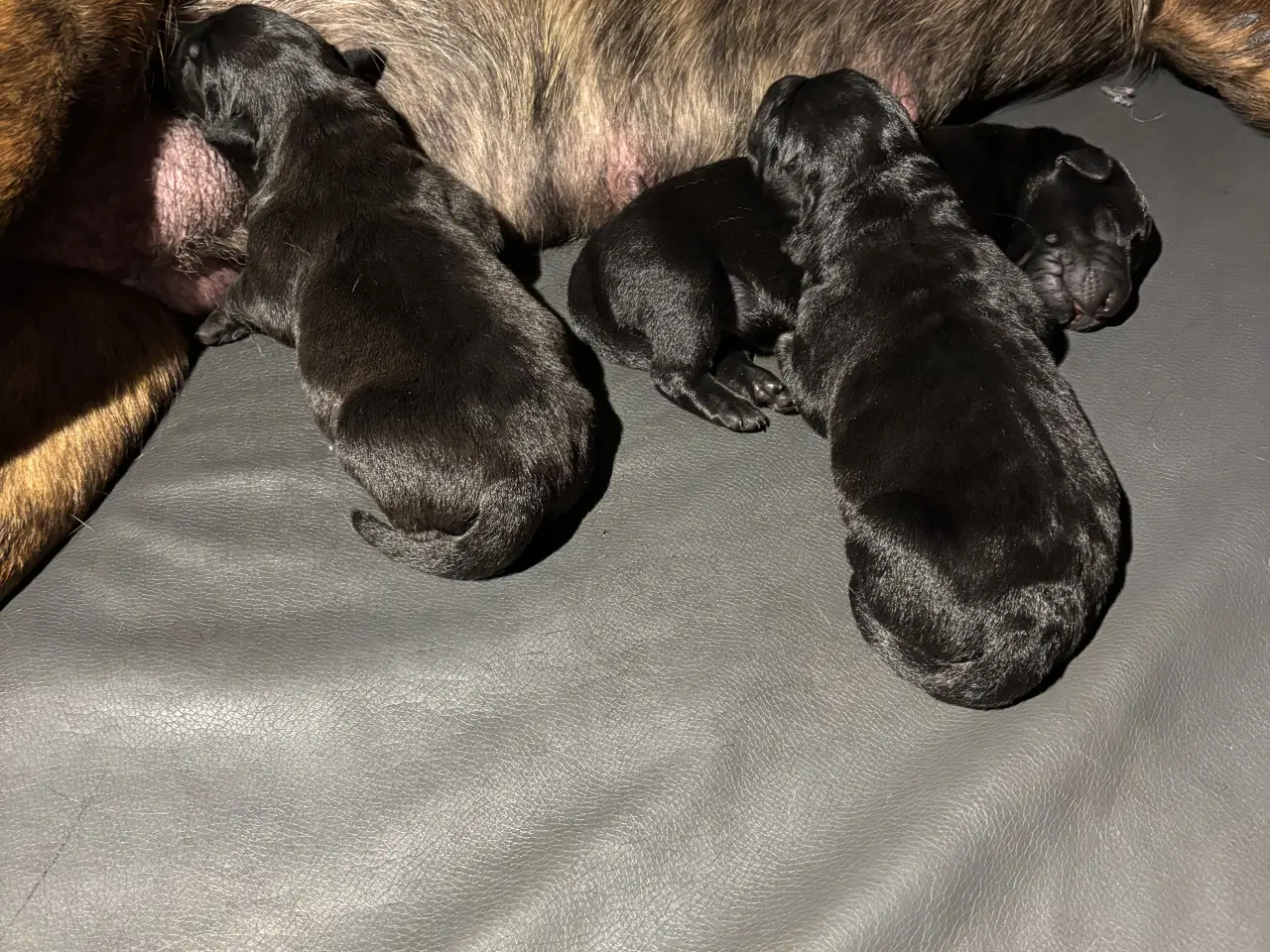 Billede 4 - Hundehvalpe - Labradorblanding. 