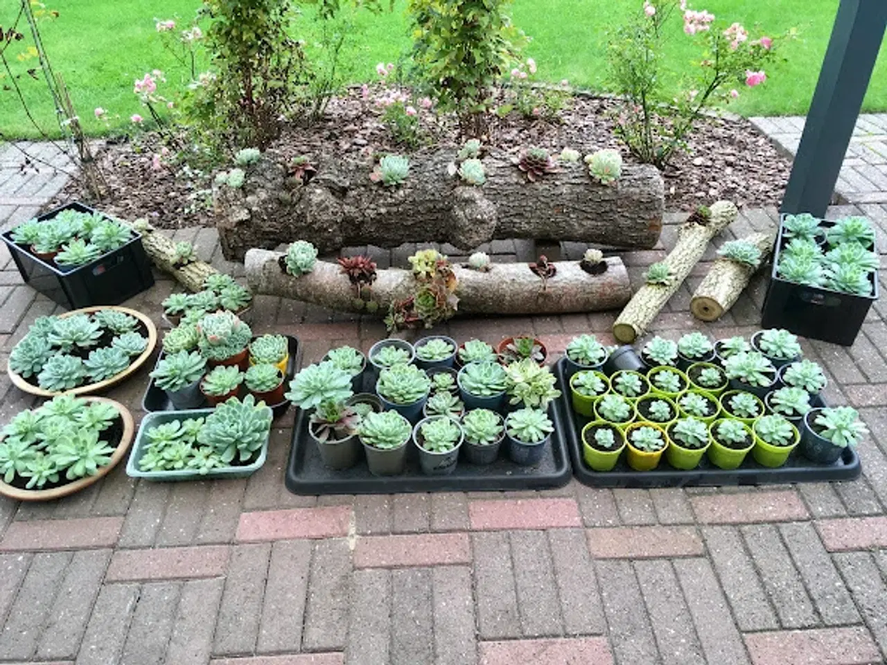 Billede 1 - Husløg til dekoration.