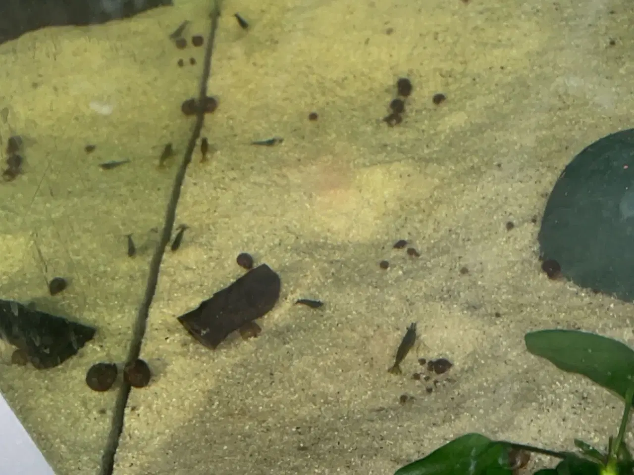 Billede 3 - Rejer Til Akvarie.