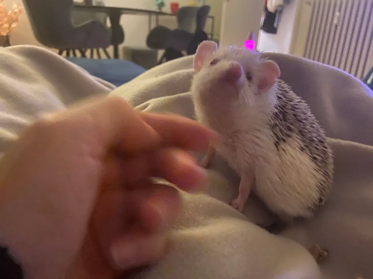 Billede 2 - Afrikansk Pygmæ Pindsvin