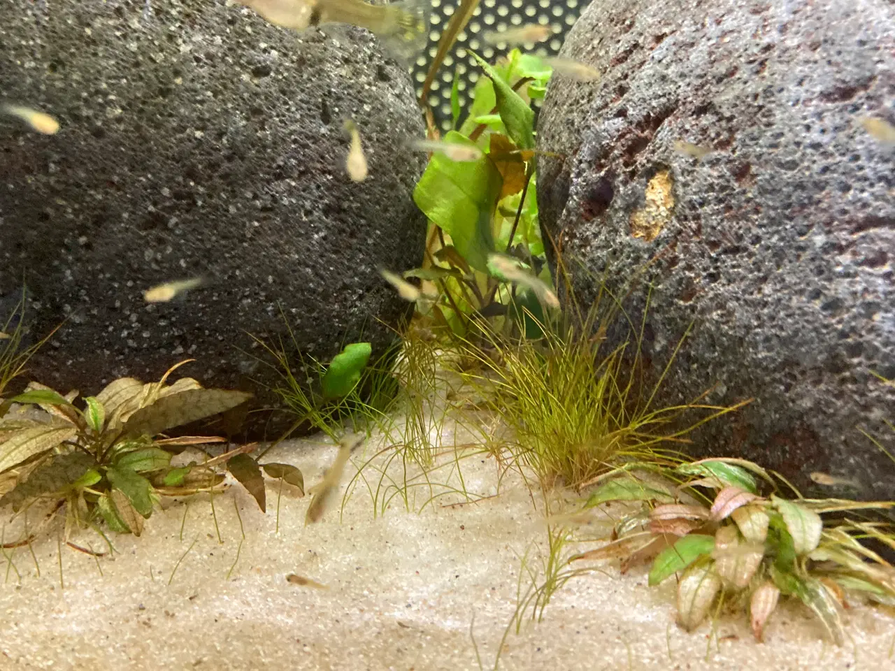 Billede 2 - Guppy ungerne sælges