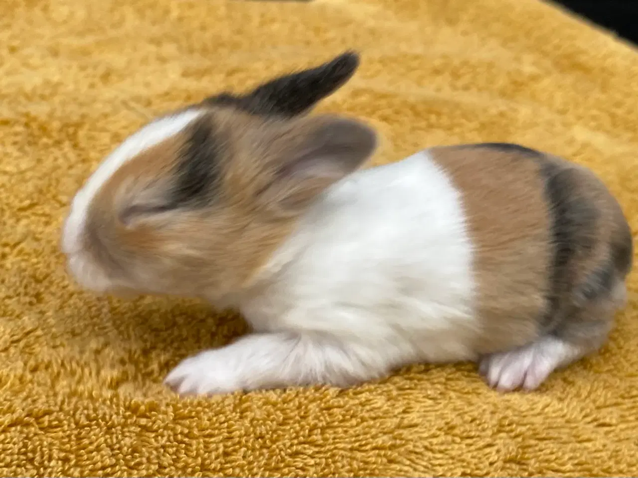 Billede 5 - HOLLÆNDER HUN JAPANER SORT/GUL