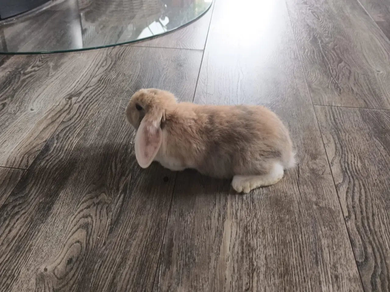 Billede 5 - Sød og kærlig mini lop kaninunge 🐰