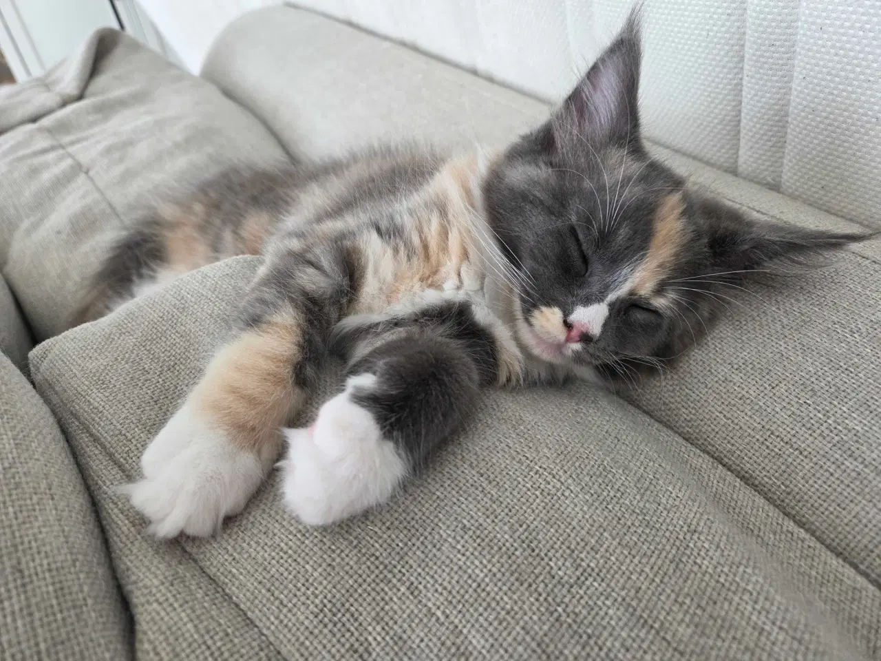 Billede 3 - To Maine coon hunkatte
