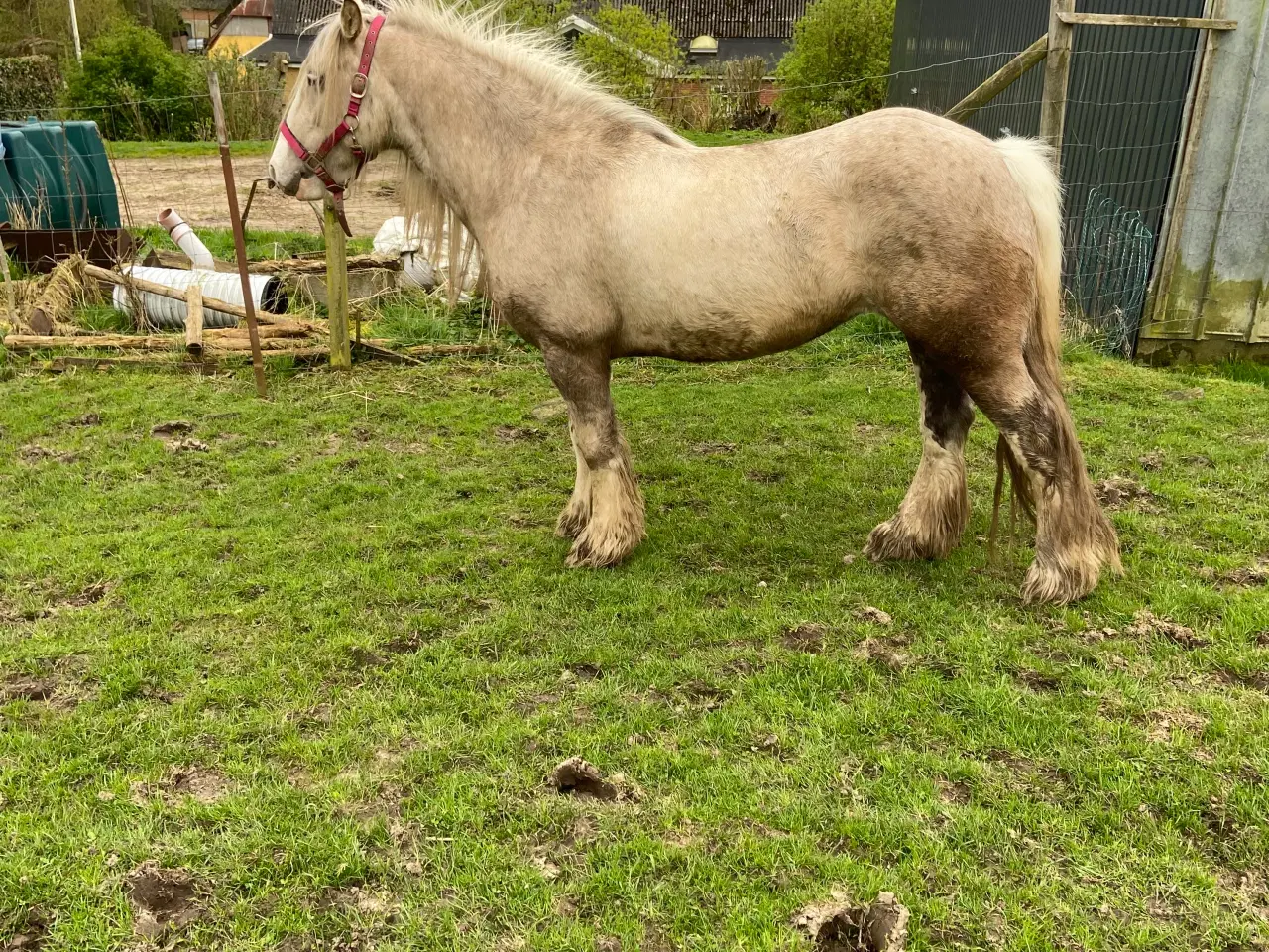 Billede 4 - Irish Cob hingsteplag