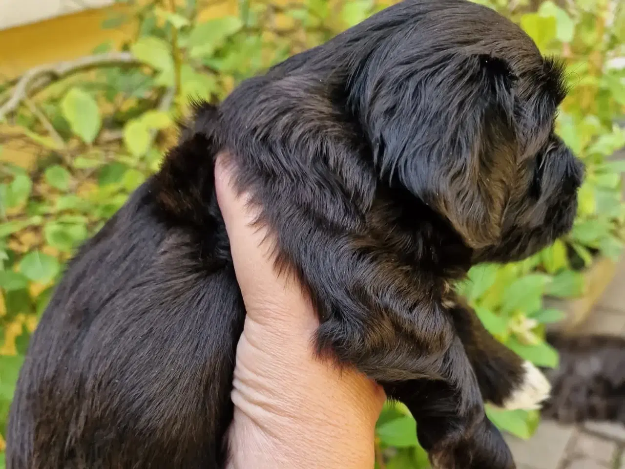 Billede 2 - Bichon Havanais hvalpe med DKK stamtavle