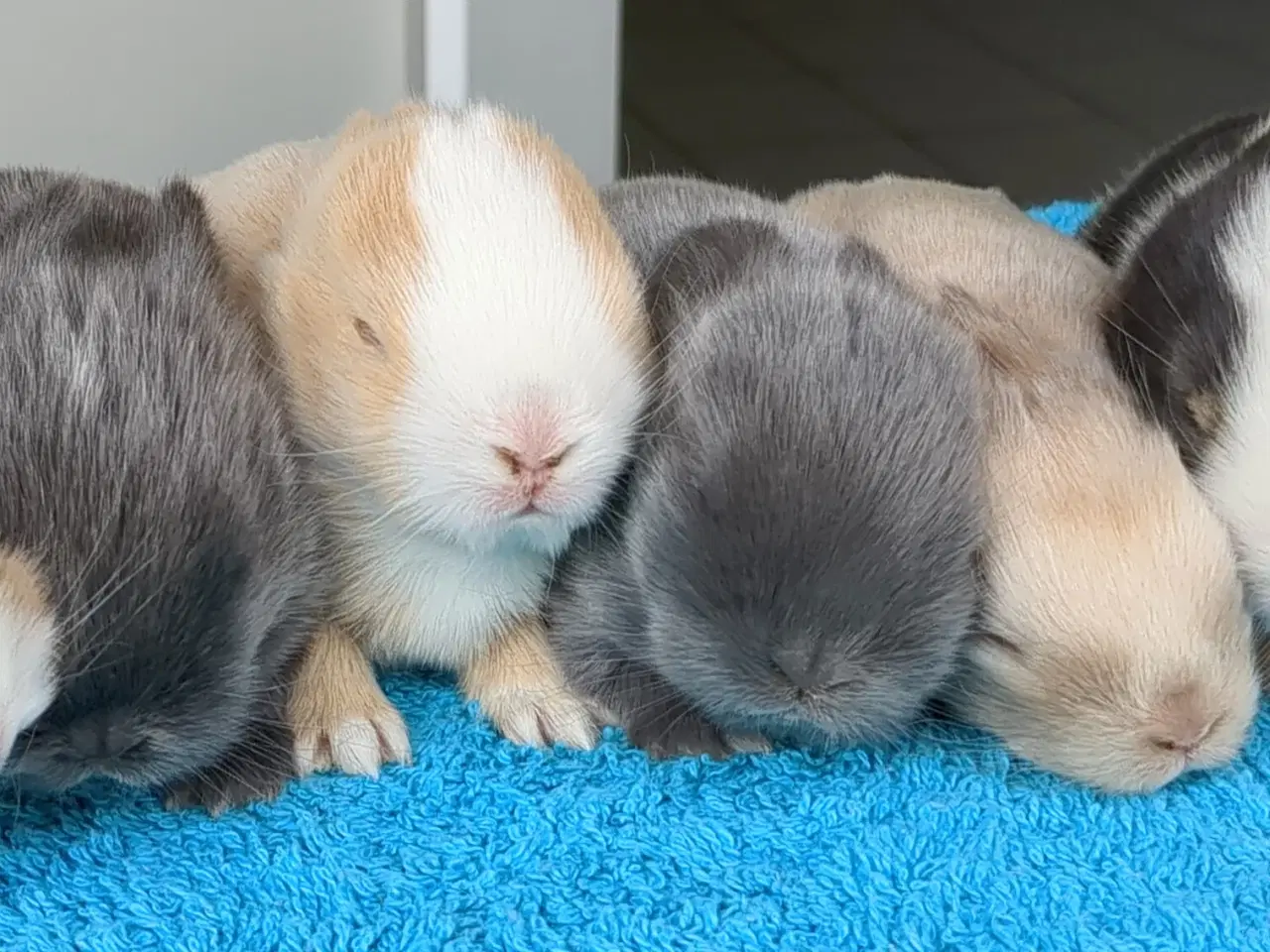 Billede 1 - Minilop kaninunger sælges 