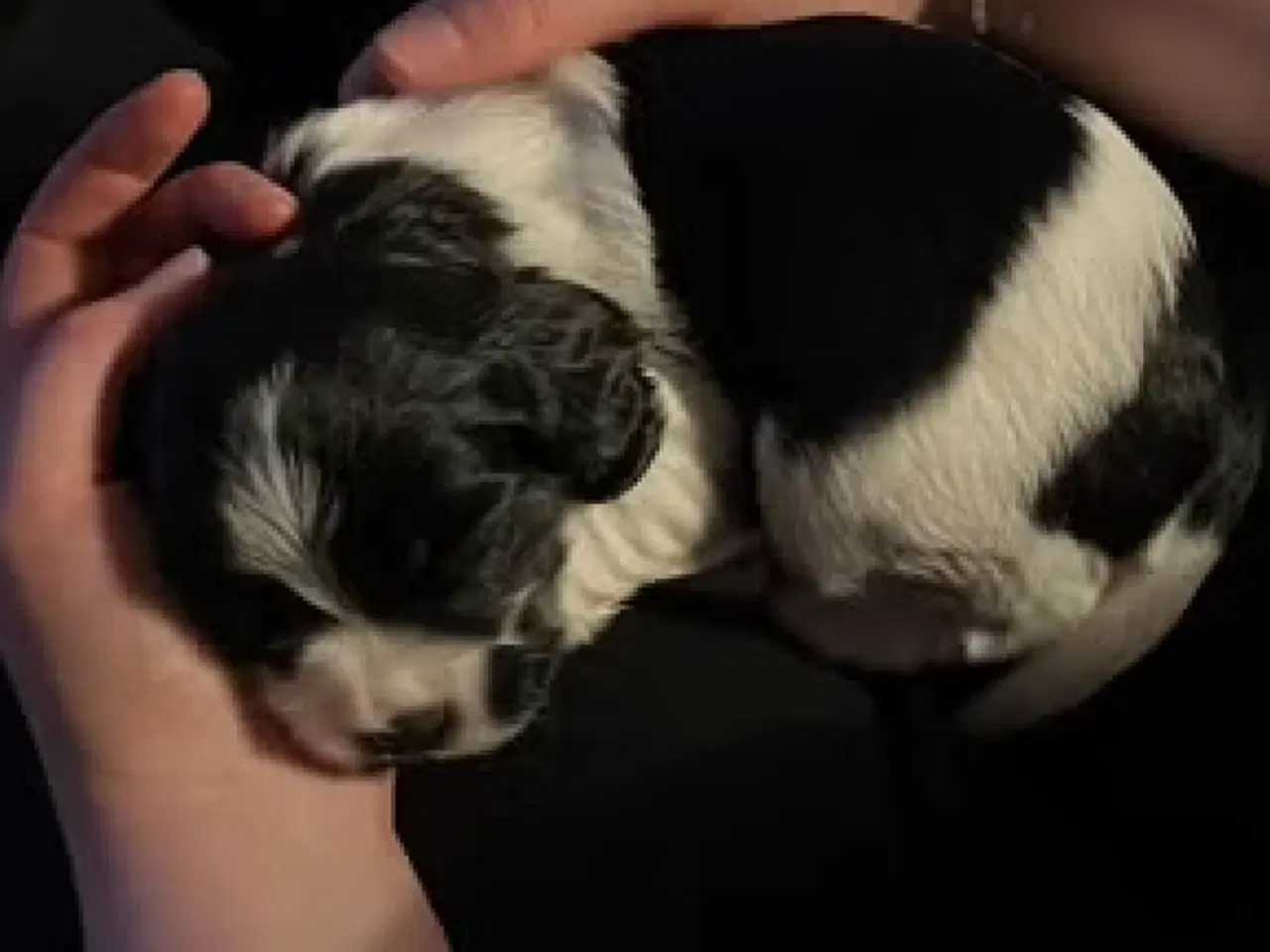 Billede 11 - Cockalier hvalpe med Aussie twist