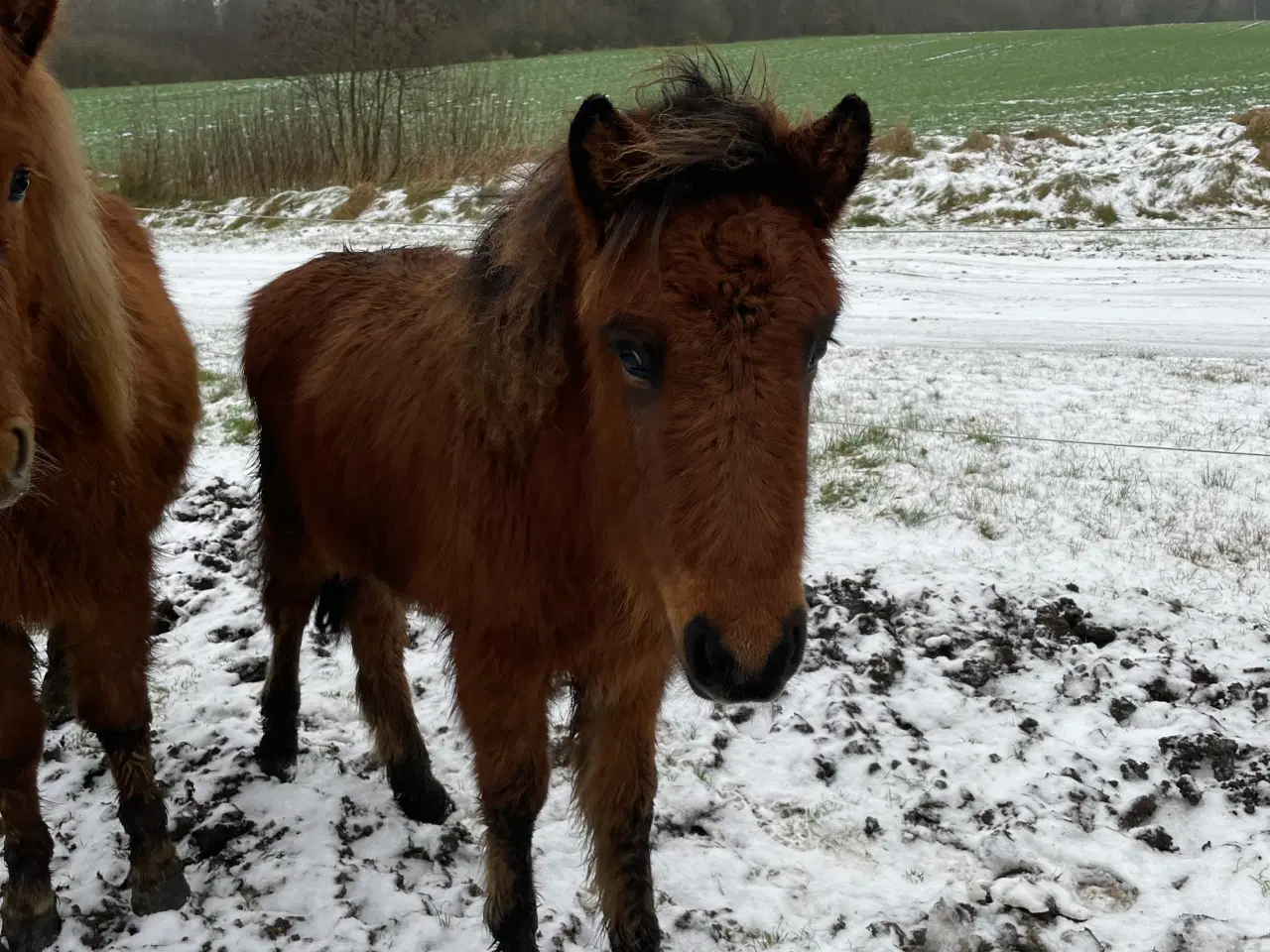 Billede 1 - Stort samarbejdsvilligt hingsteplag 