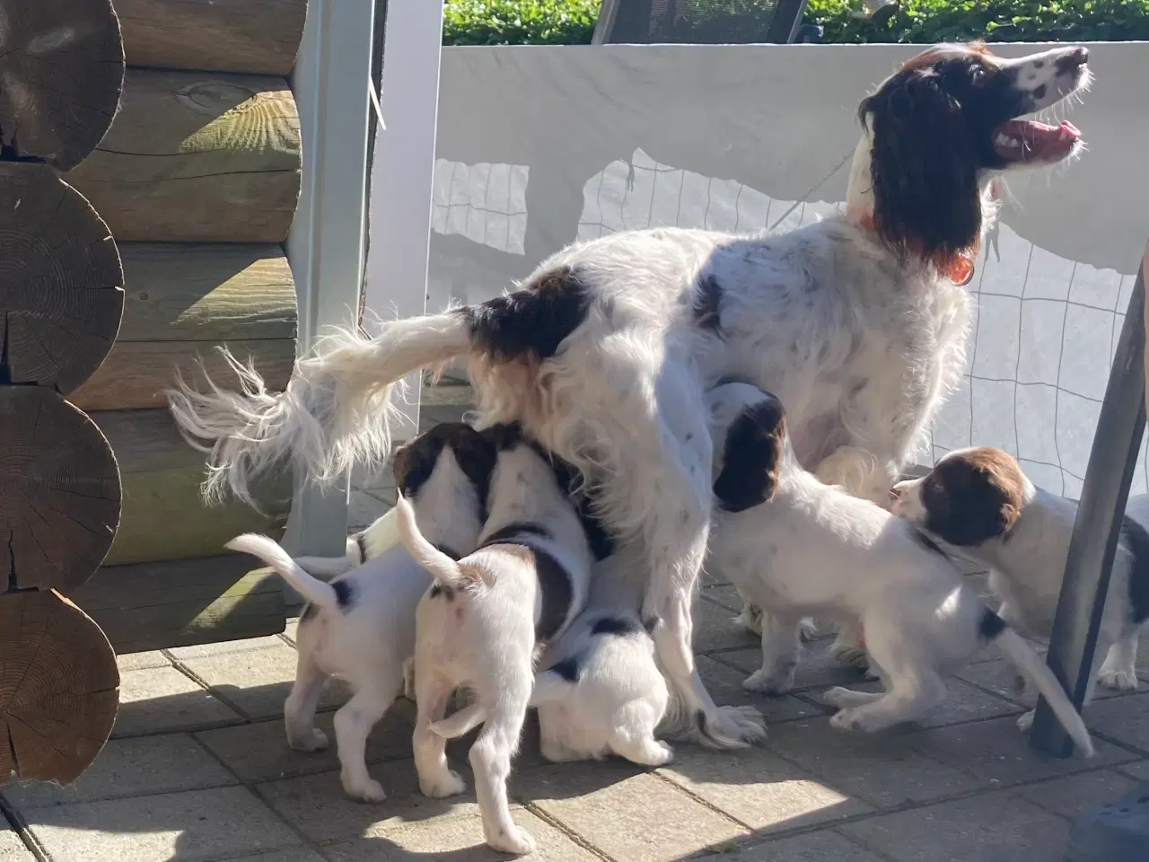 Billede 8 - Springer Spaniel🐶💙Klar til Nyt🏠Nu