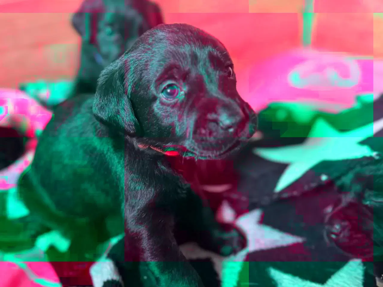 Billede 2 - Formel1  hvalpe 🥰 