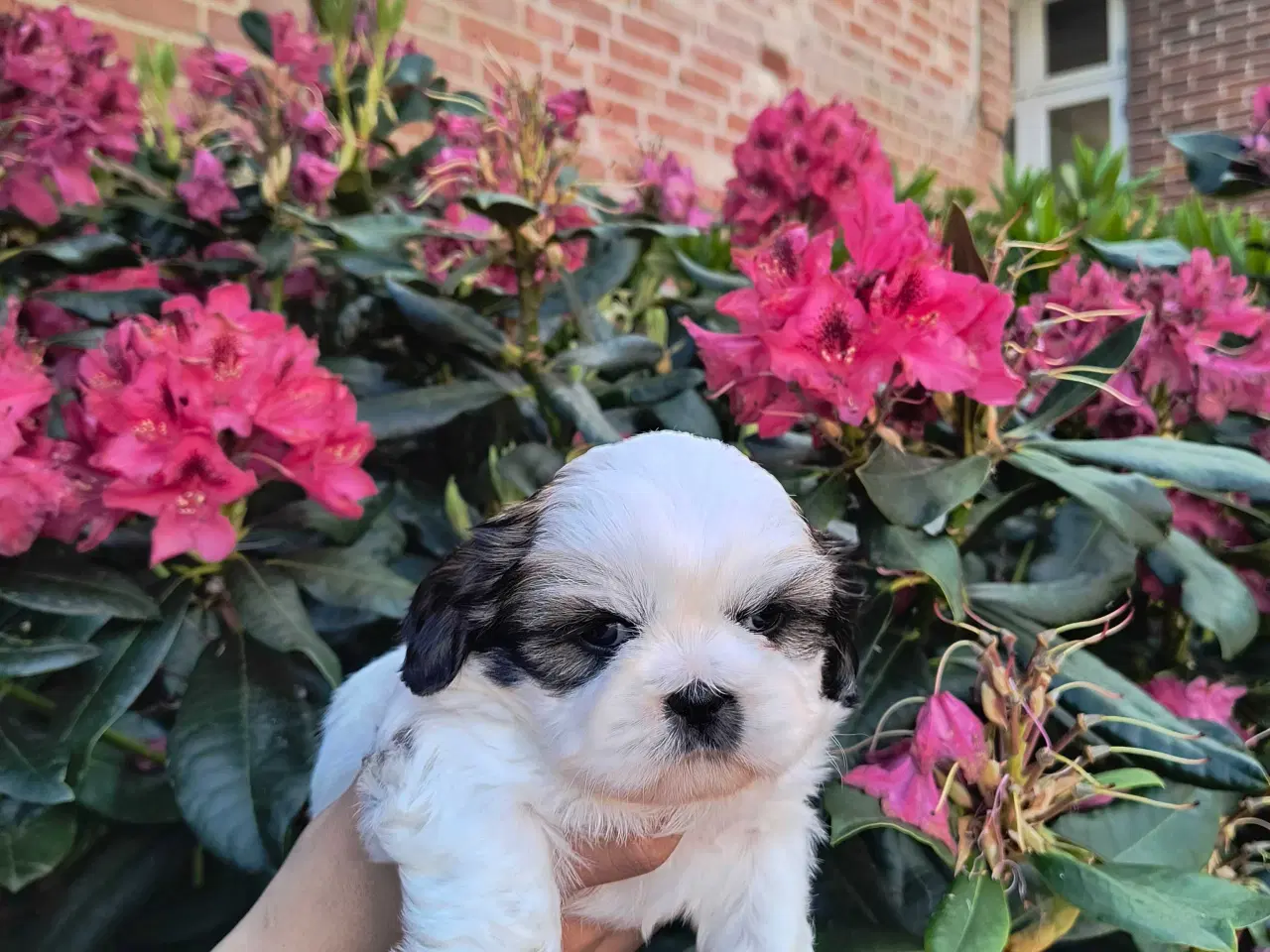 Billede 4 - Ægte Shih Tzu hvalpe