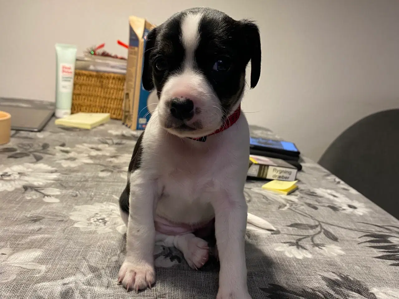 Billede 6 - Hvalpe klar til at få nyt hjem den 5. december