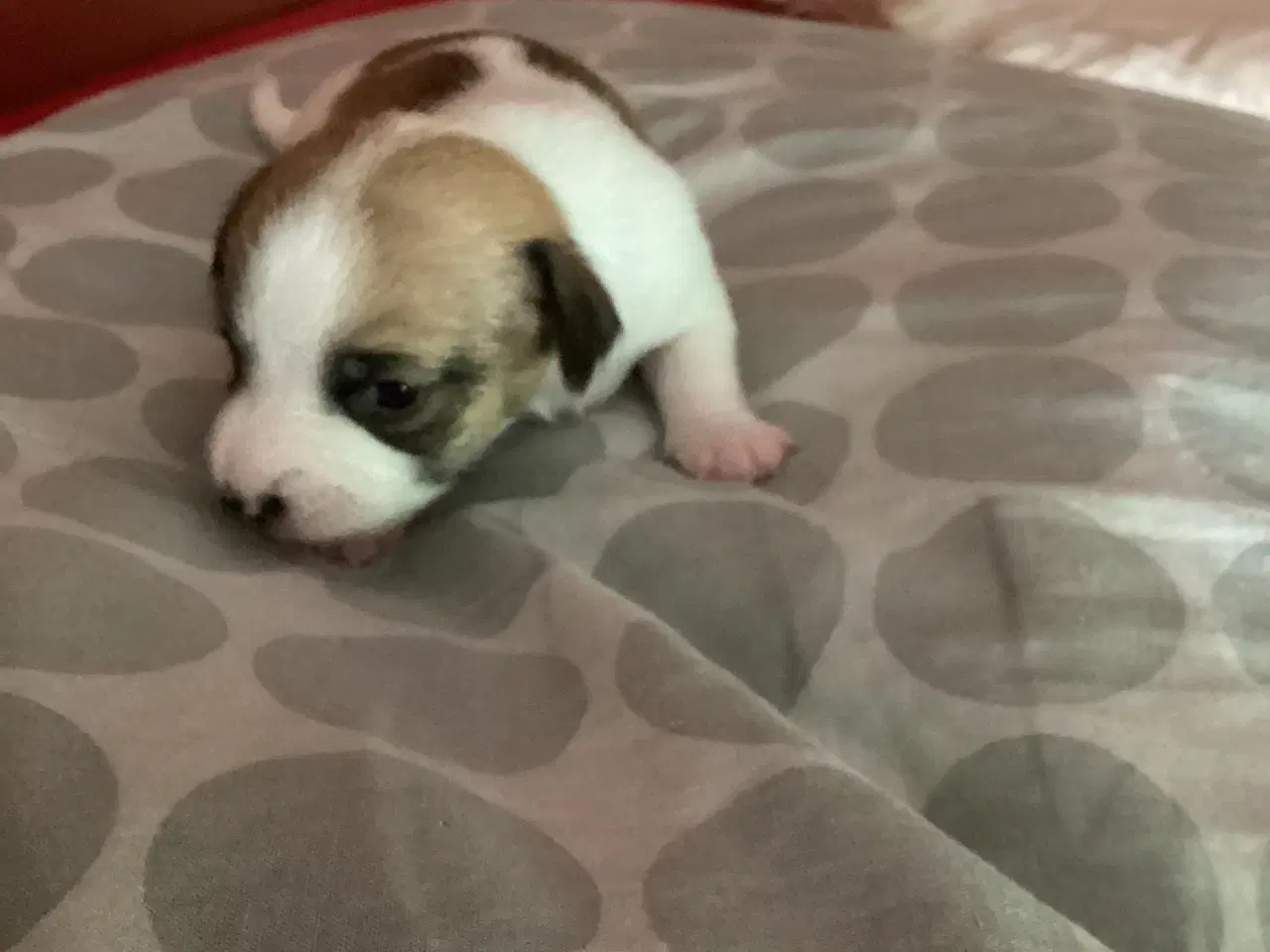 Billede 5 - Jack Russell terrier hvalpe