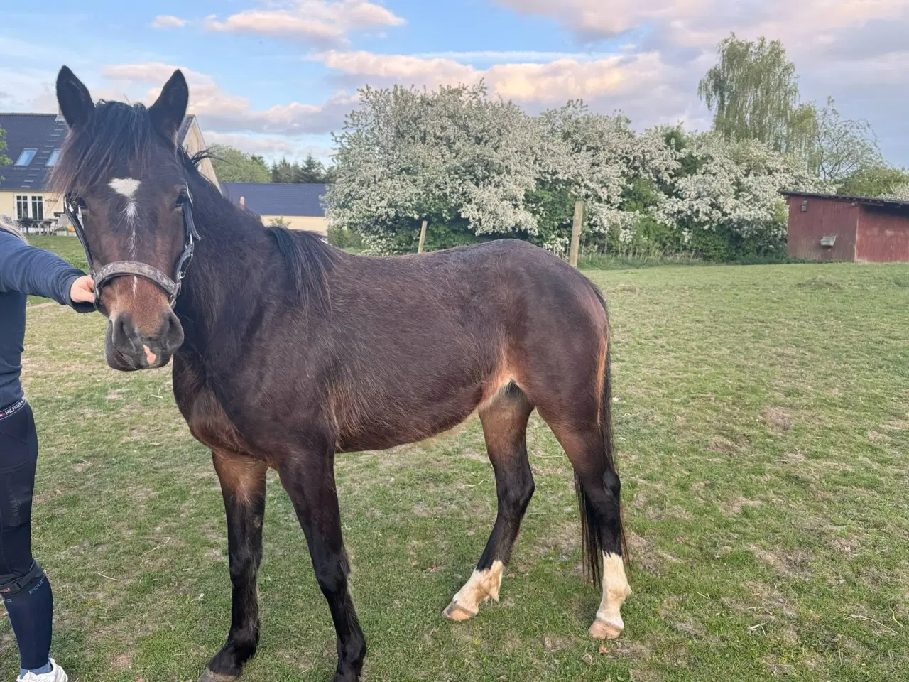 Billede 2 - Ung pony klar til arbejde 