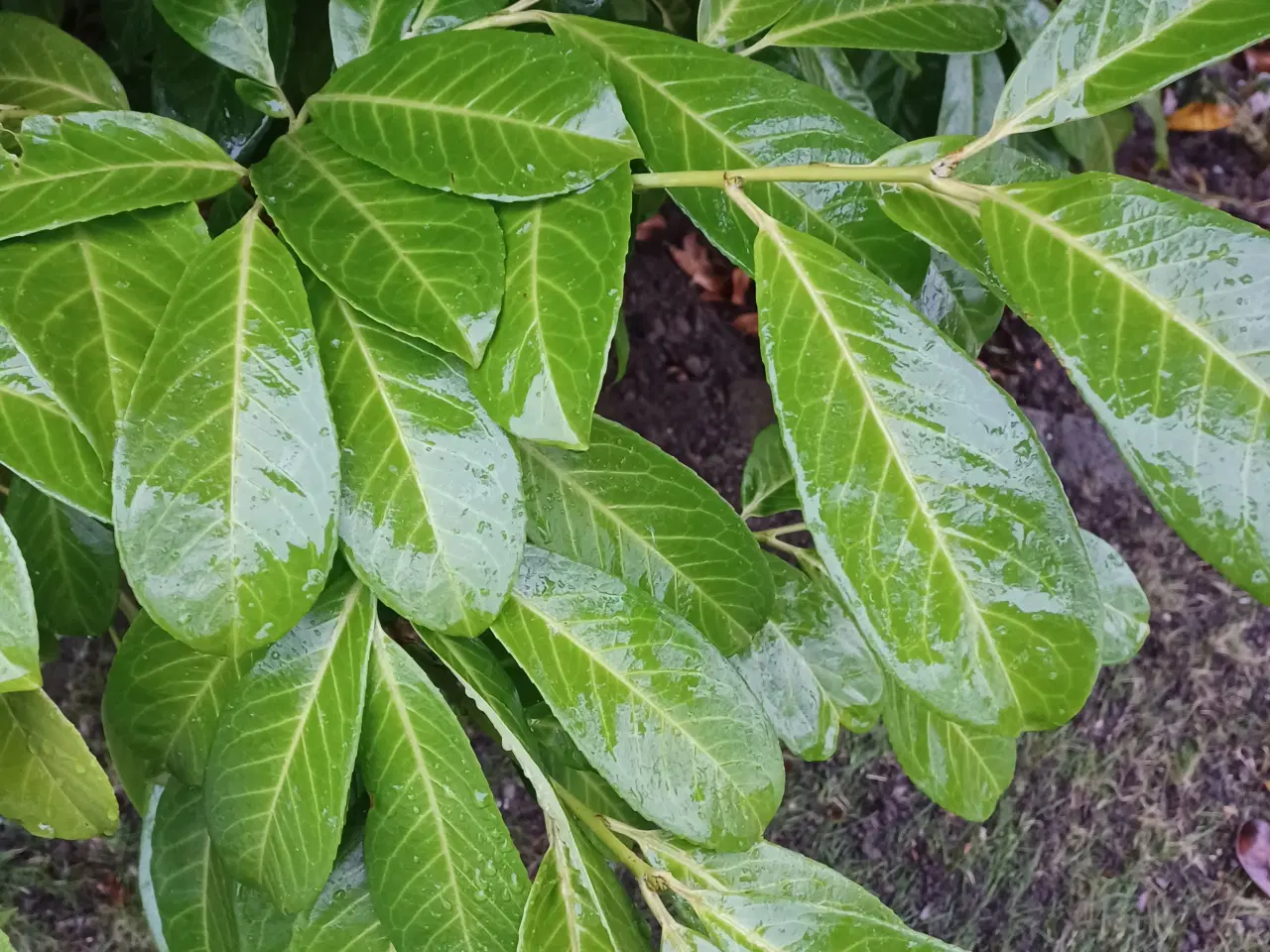 Billede 7 - Troldhasselgrene 2 stk og natur materiale