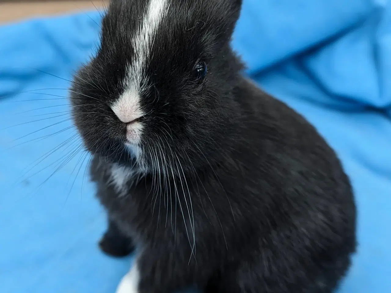 Billede 4 - Hermelin kaninunge sælges 