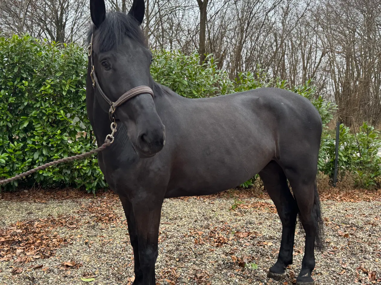 Billede 2 - 6 års allroundhest