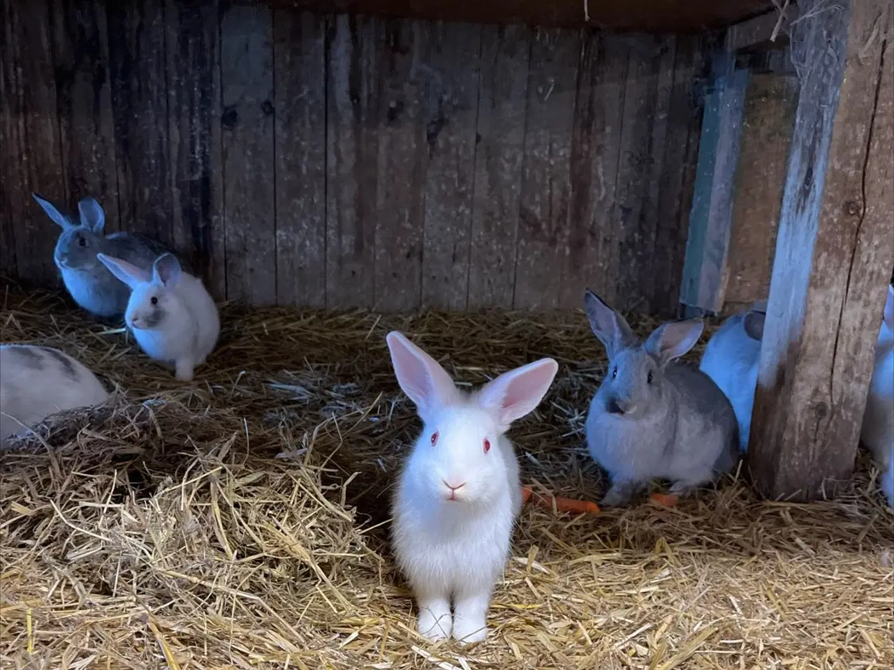 Billede 7 - Dværg kanin unger 