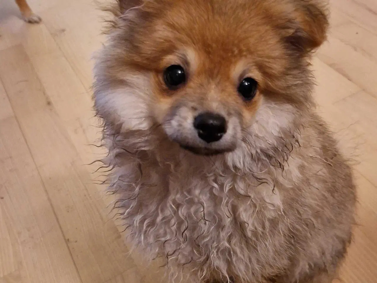 Billede 2 - Humørglade lille fyr søger sin familie