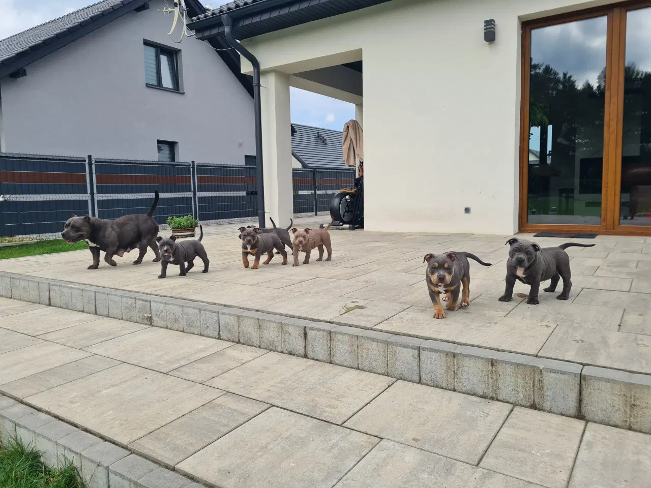 Billede 4 - American Bully Pocket -  lilla pige :-)